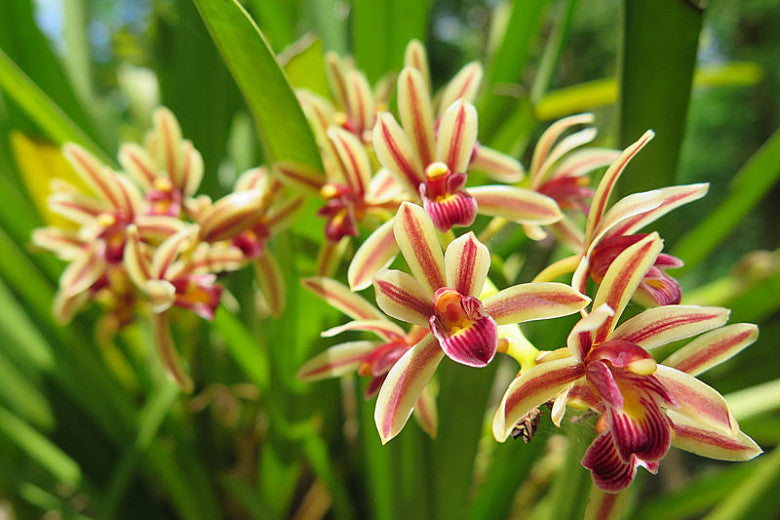 Cymbidium bicolor