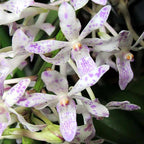 Neof. Pinky 'coerulea' x Rhy. gigantea (spots)