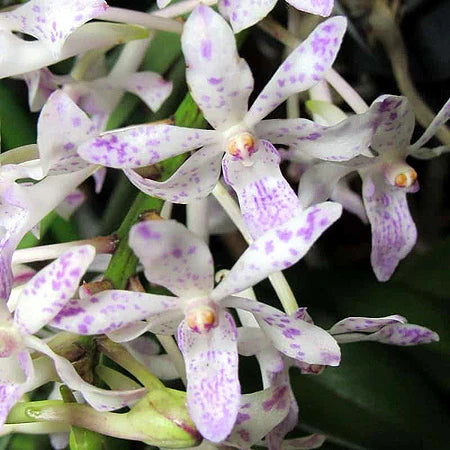 Neof. Pinky 'coerulea' x Rhy. gigantea (spots) Main image