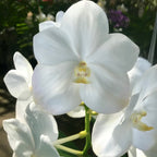 V.Nopporn White Diamond