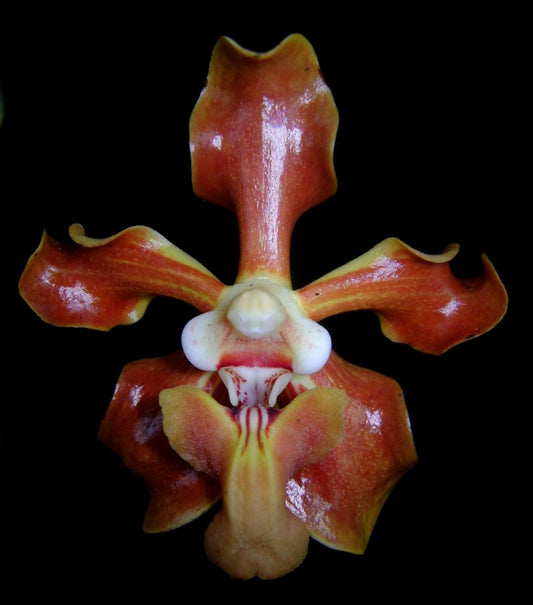 Vanda helvola (syn. leucostele) RARE SPECIES