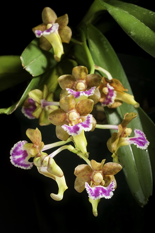 Aerides flabellata (Fragrant Species)