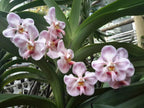 Vanda foetida (Fragrant Species)