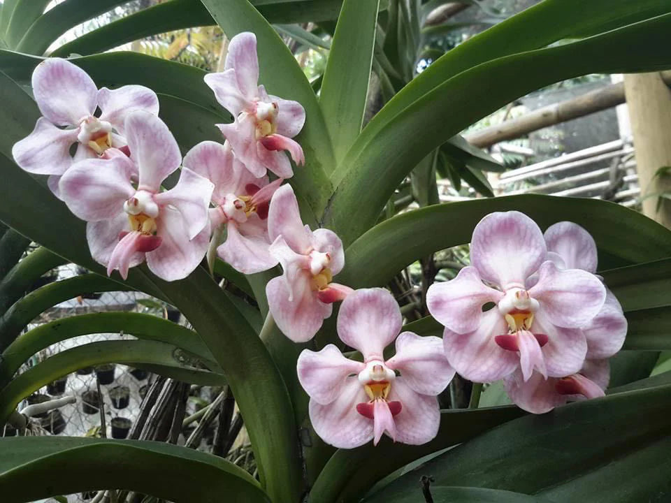 Vanda foetida (Fragrant Species)