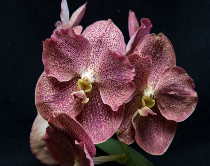 Vanda Adisak Happiness (V. Siam Spots x V. Bitz's Heartthrob) Main image