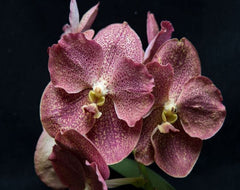 Vanda Adisak Happiness (V. Siam Spots x V. Bitz's Heartthrob)