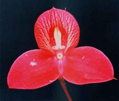 Disa Riette (South African Species)