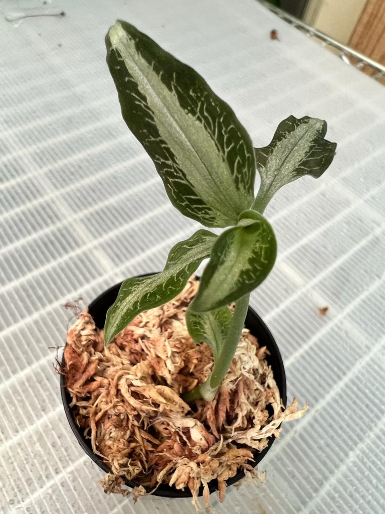TOP - Aspidogyne argentea (Jewel Orchid)
