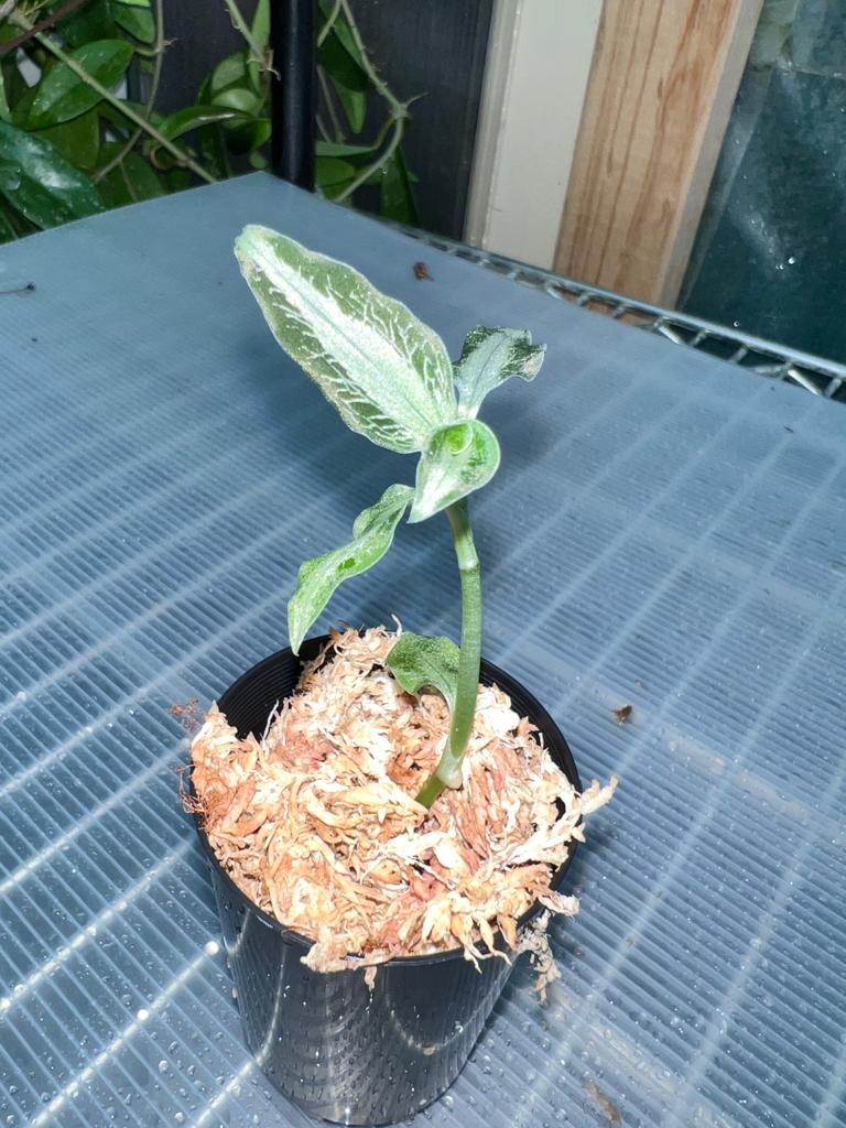 TOP - Aspidogyne argentea (Jewel Orchid)