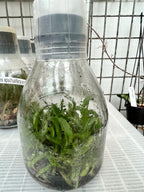 TOP FLASK - Rhycholaeliocattleya Hey Song
