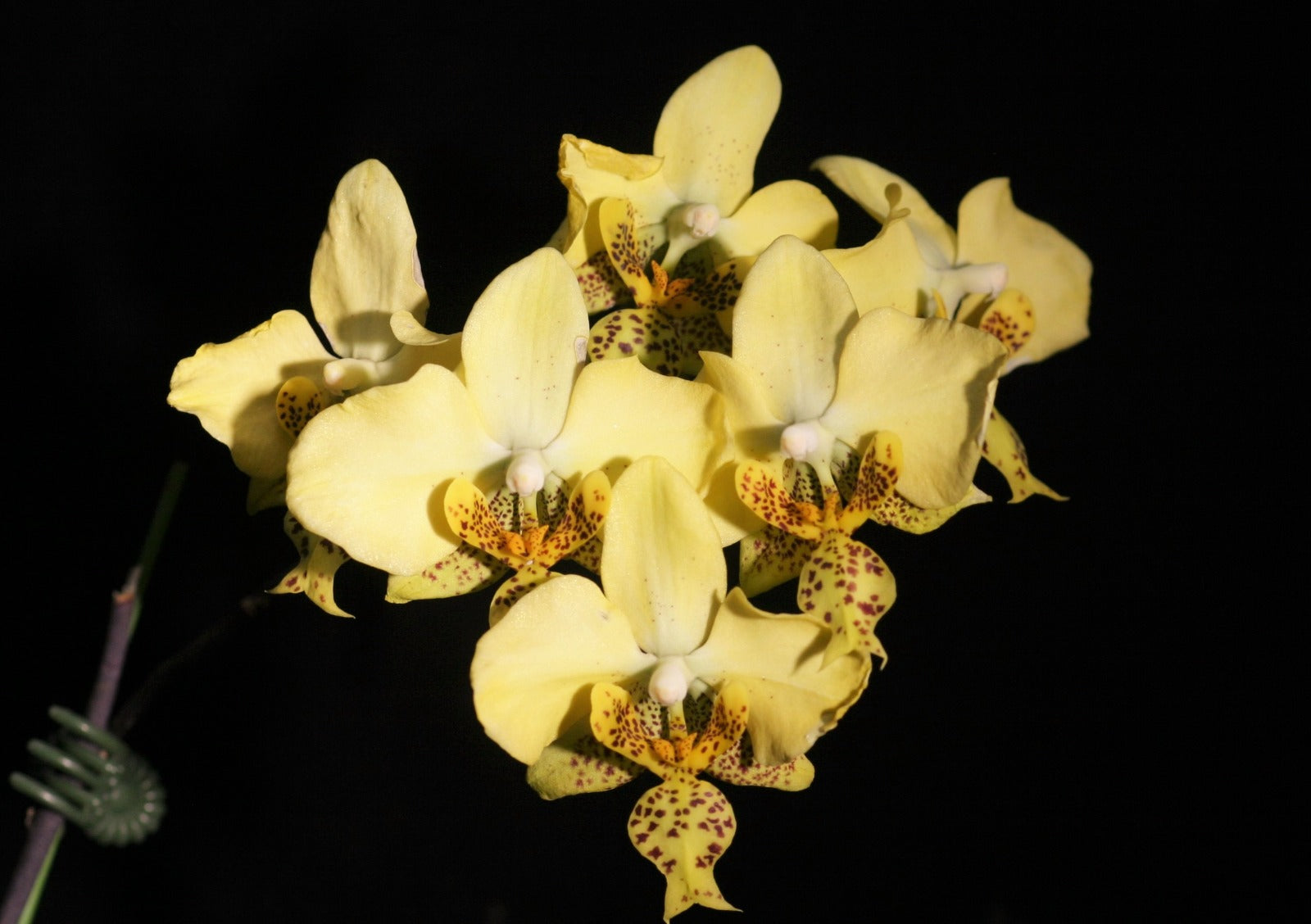 TOP - Phalaenopsis stuartiana yellow x sib (Species) Main image