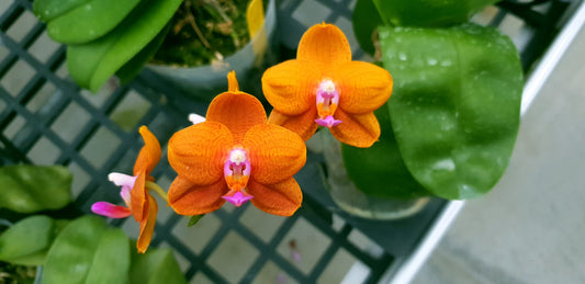 TOP - Phalaenopsis Allura 'Mars' (Fragrant - Mericlone)