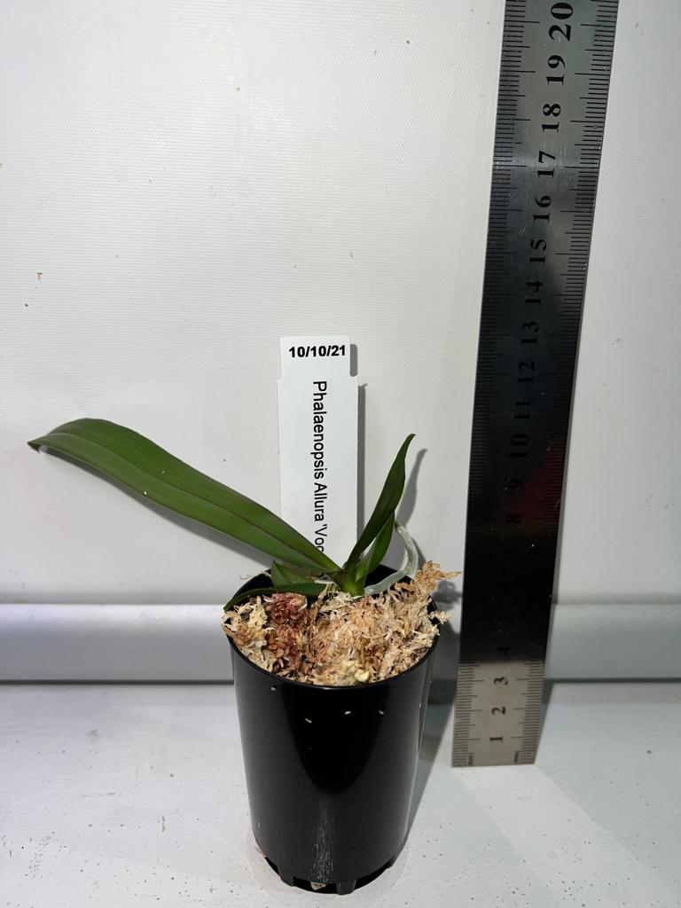 TOP Mericlone - Phalaenopsis Allura 'Voodoo' (Fragrant Novelty)