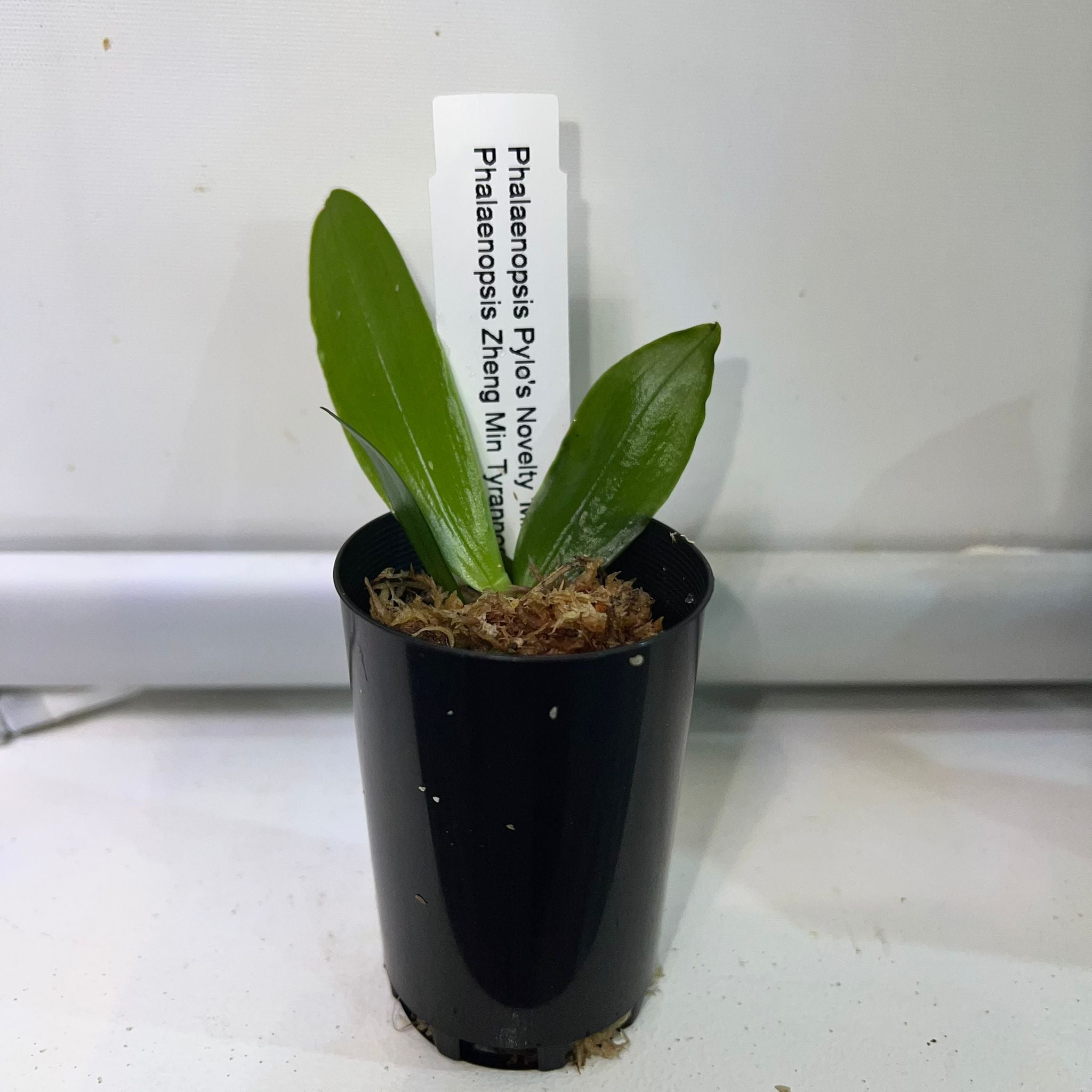 TOP - Phalaenopsis Pylo's Novelty 'Miro' x Phal. Zheng Min Tyrannosaurus
