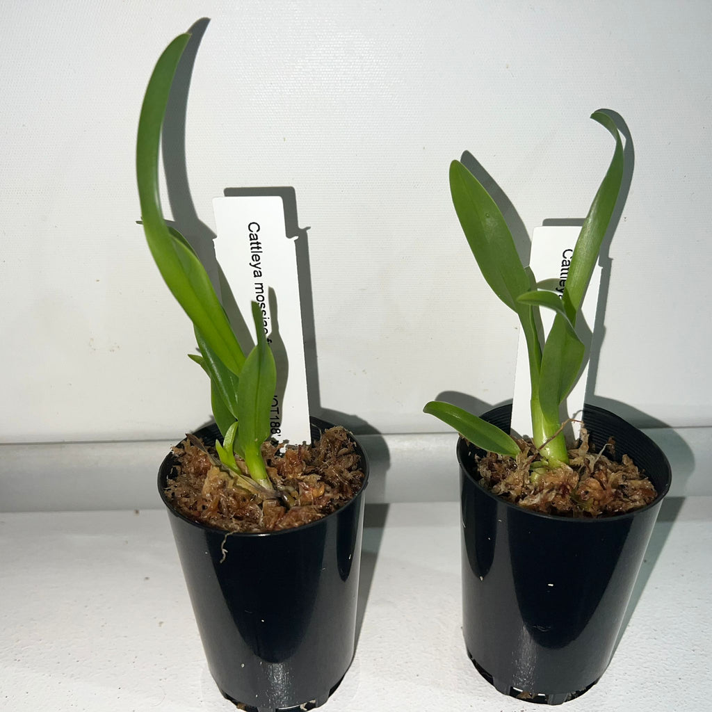 TOP - Cattleya mossiae fma. alba (Species)