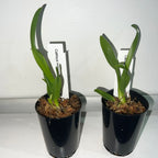 TOP - Cattleya mossiae fma. alba (Species)