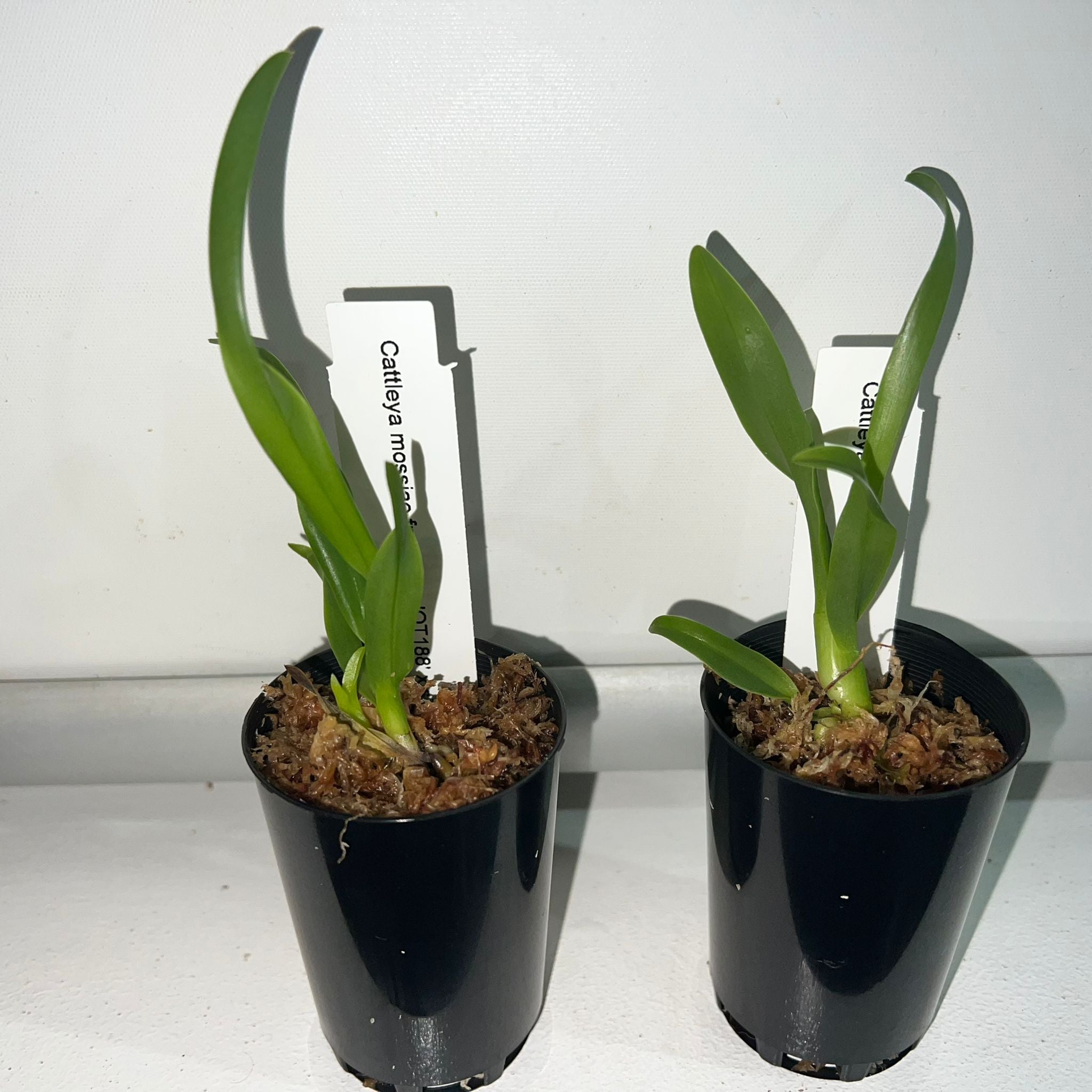 TOP - Cattleya mossiae fma. alba (Species)