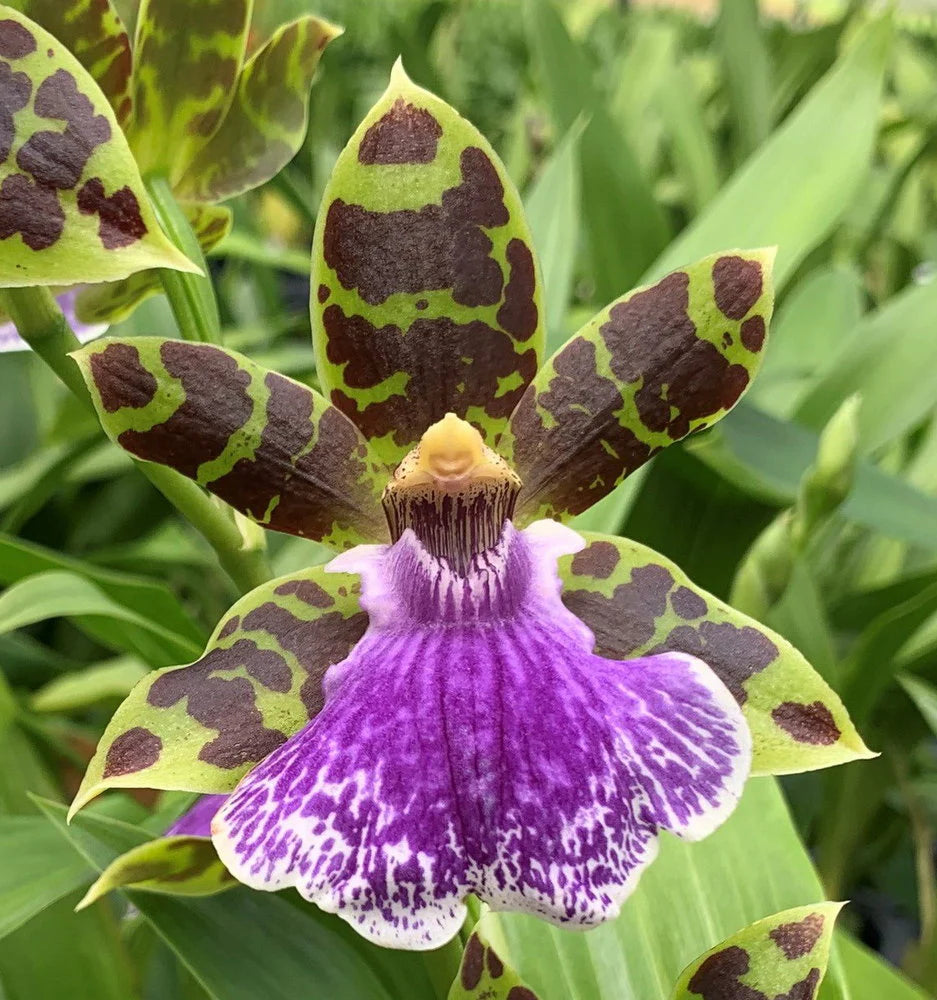 Zygopetalum Jumpin Jack (Skippy Ku x Artur Elle) IN FLOWER SPIKE! Main image