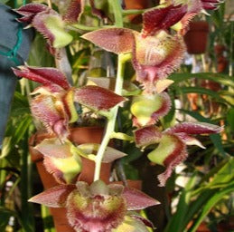 Catasetum Francis Nelson Main image