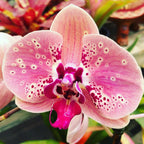 TOP - Phalaenopsis "Wild Peach" (Mericlone)