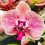 TOP - Phalaenopsis "Wild Peach" (Mericlone)