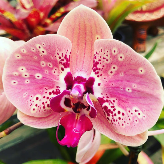 TOP - Phalaenopsis "Wild Peach" (Mericlone)
