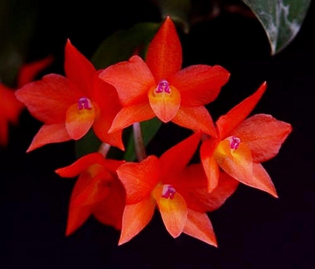 Sophronitis cernua (Mini Species from Brazil) – The Orchid Patio