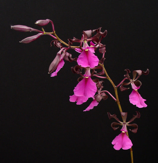 Encyclia cordigera var. rosea FLASK (RARE) Highly fragrant