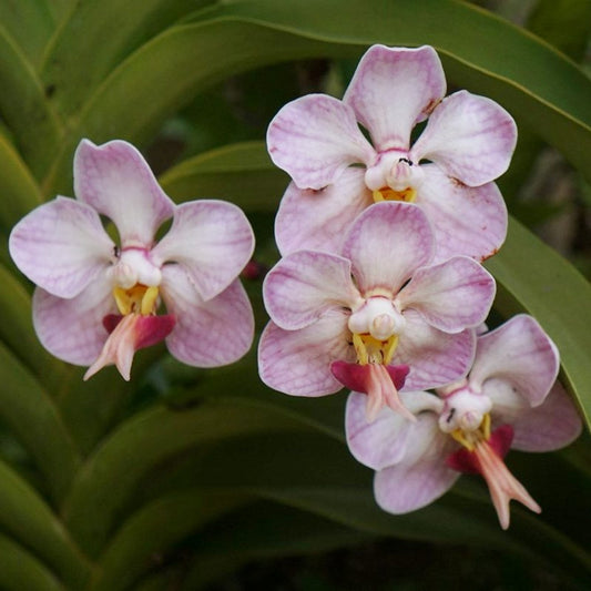 Vanda foetida (Sumatran orchid species)