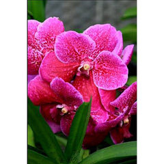 Vanda Roberts Delight Red Fuchsia (FLOWERING SIZE)