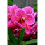 Vanda Roberts Delight Red Fuchsia (FLOWERING - SPIKE!)