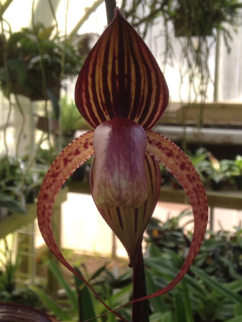 Paphiopedilum Wössner Giganitum Main image