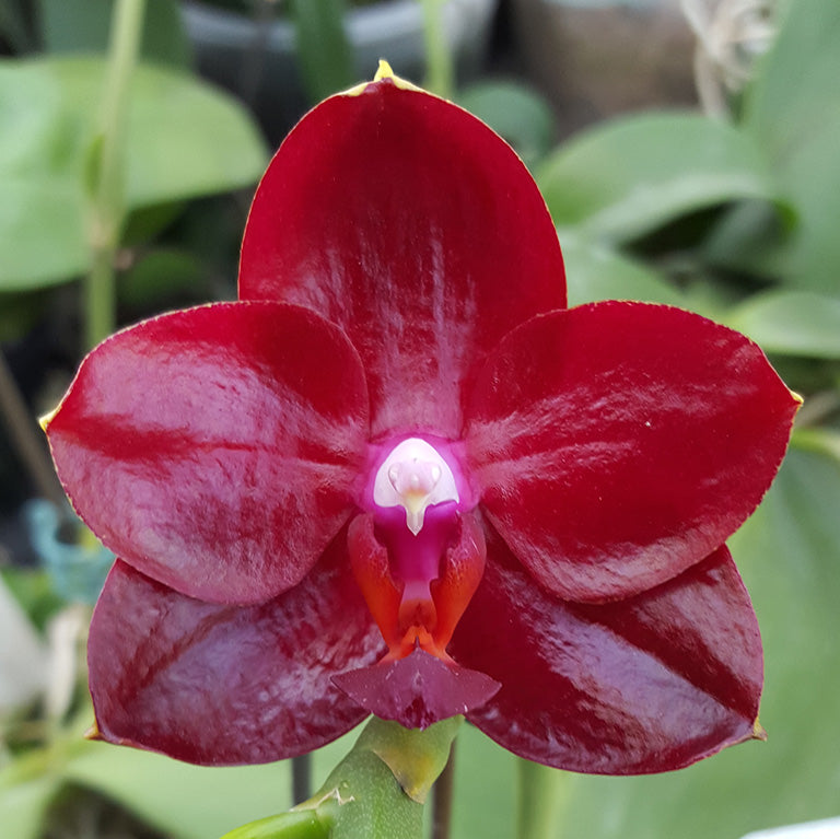 Phalaenopsis Allura "Ruby Diamond" (Fragrant Novelty)