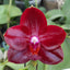 Phalaenopsis Allura "Ruby Diamond" (Fragrant Novelty)