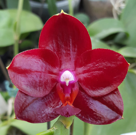 TOP - Phalaenopsis Allura "Ruby Diamond" (Fragrant Novelty)