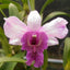 Den. Emma Proud King