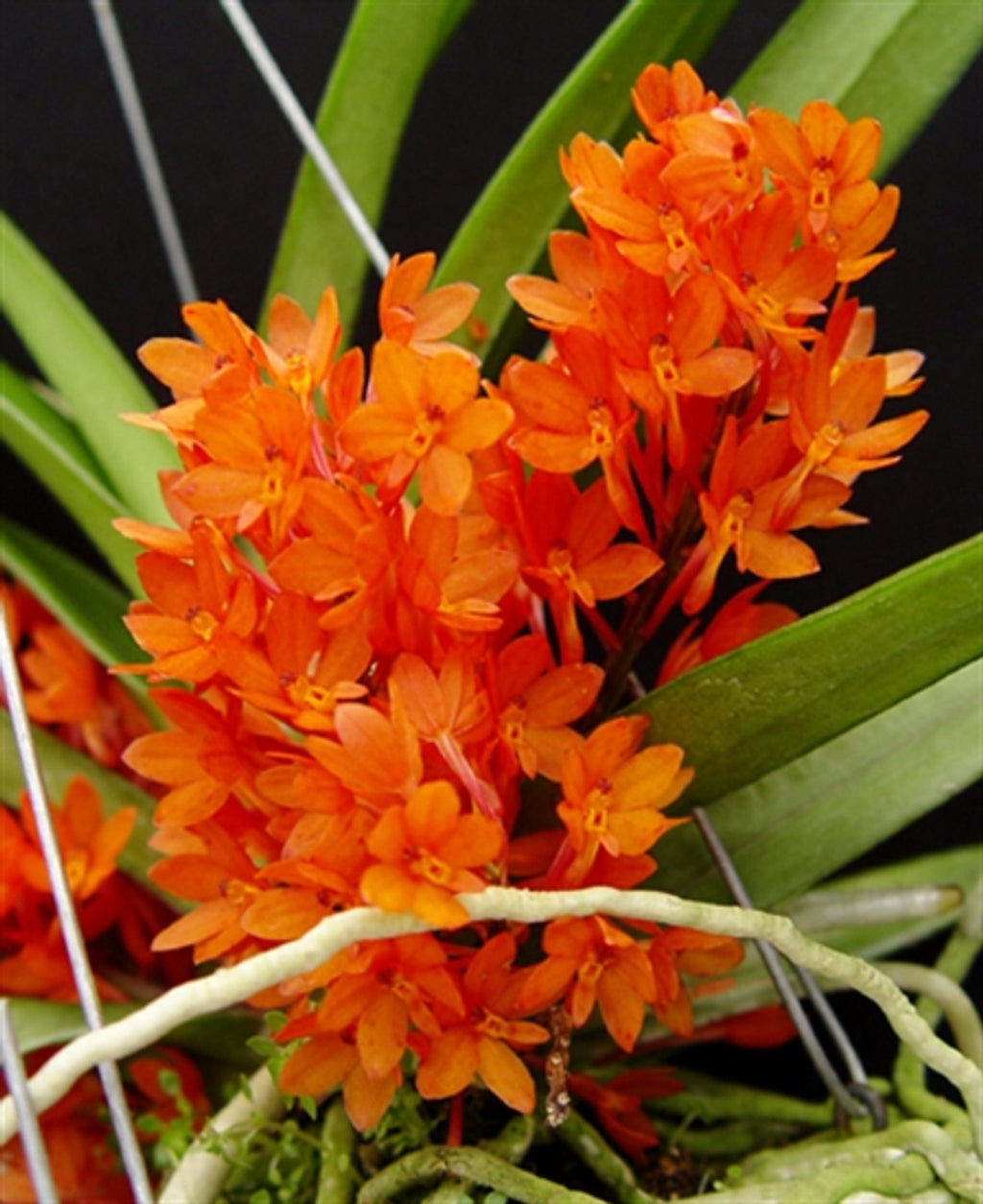 Ascocentrum ampullaceum (Orange Form)