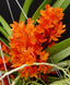 Ascocentrum ampullaceum (Orange Form)