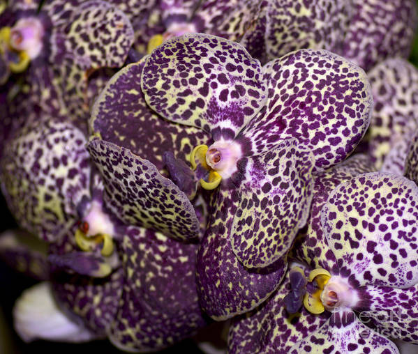 (Rare) Ascda. Kulwadee Fragrance X Ascda. Yip Sum Wah Secondary image