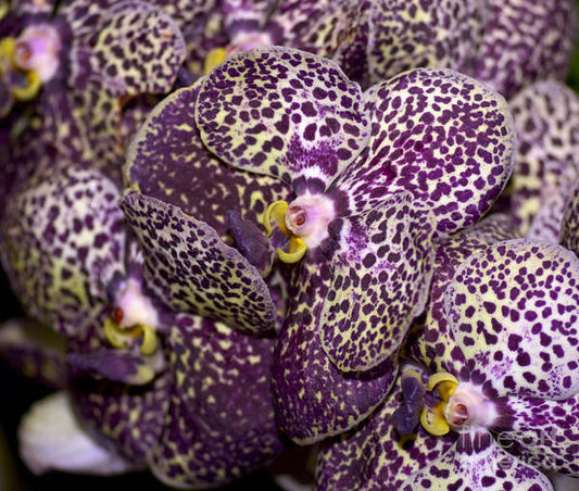 (Rare) Ascda. Kulwadee Fragrance X Ascda. Yip Sum Wah