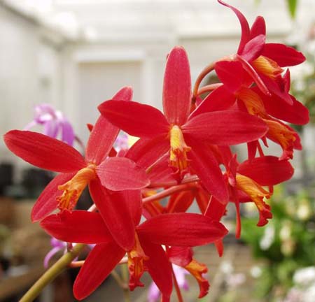 L. Milleri 'Dr Koopowitz' x C. Vioacea 'Muze'