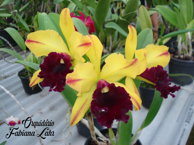 Rlc. Toshie's Flare (Fragrant) Main image