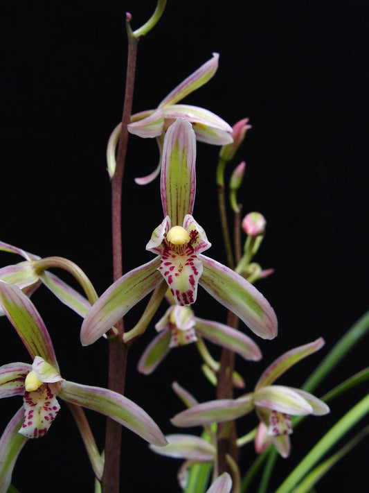 Cymbidium ensifolium (Fragrant Species)