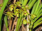 Cymbidium Suave (Species)
