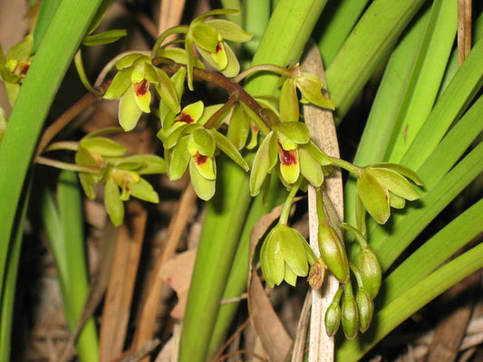 Cymbidium Suave (Species)