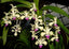 Vanda ustii (Species from Philippines)