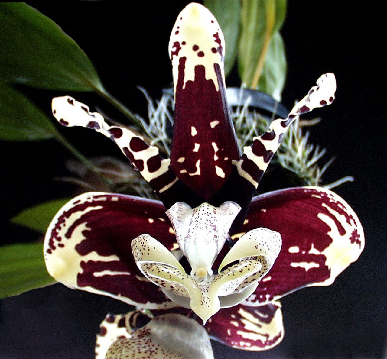 Stanhopea nigroviolacea Main image