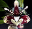 Stanhopea nigroviolacea
