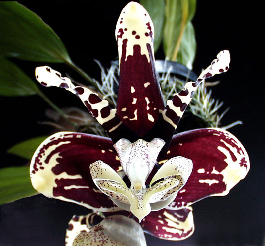 Stanhopea nigroviolacea