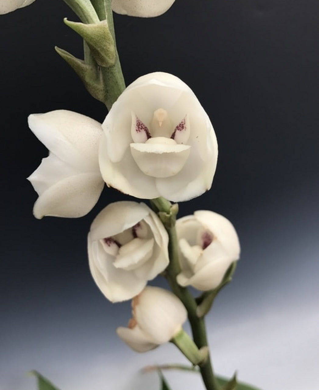 Peristeria elata (HOLY GOST ORCHID) Main image